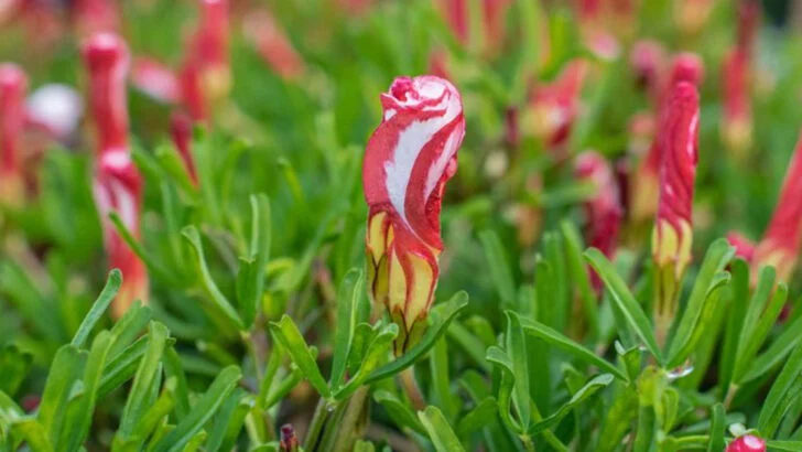 8 Plants That Smell Like Candy and 9 That Smell Like the Forest