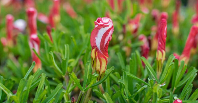 8 Plants That Smell Like Candy and 9 That Smell Like the Forest
