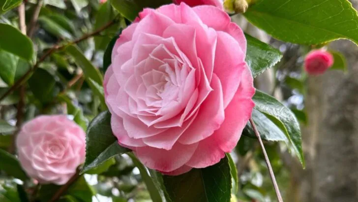 8 Popular Garden Flowers That Struggle in Heatwaves and 10 That Thrive