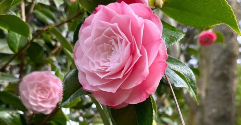 8 Popular Garden Flowers That Struggle in Heatwaves and 10 That Thrive