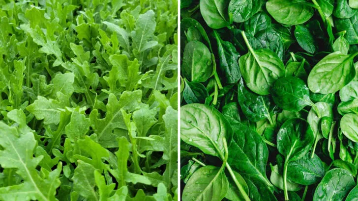 8 Salad Greens That Thrive in Summer (And 5 That Hate Heat)