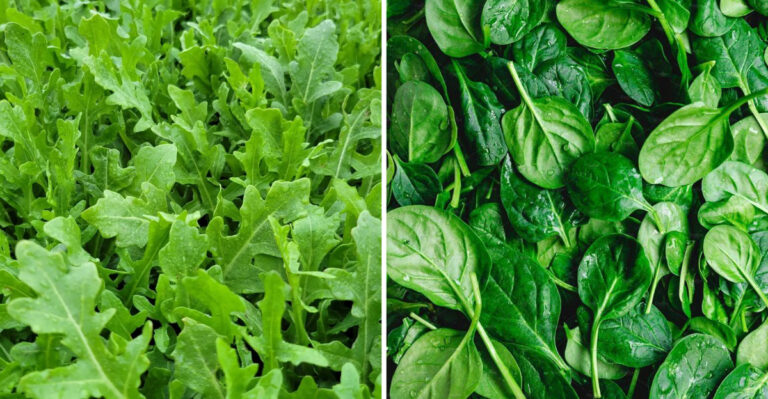 8 Salad Greens That Thrive in Summer (And 5 That Hate Heat)