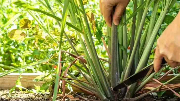 8 Summer Plants That Smell Like Sunscreen and 9 That Smell Like Fresh Lemonade