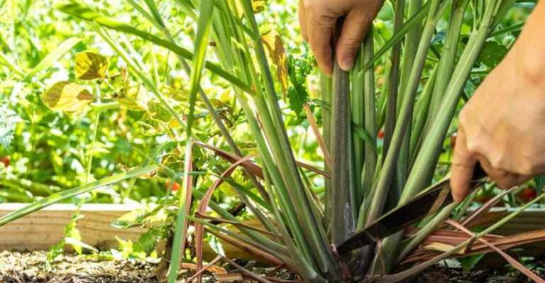 8 Summer Plants That Smell Like Sunscreen and 9 That Smell Like Fresh Lemonade