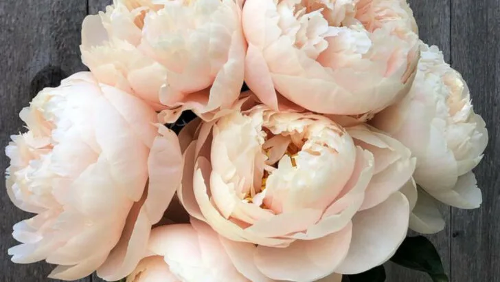 8 Things in Your Garden That Double as Natural Perfume and 9 That Keep Bugs Away