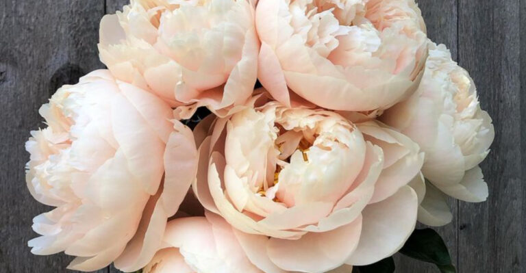 8 Things in Your Garden That Double as Natural Perfume and 9 That Keep Bugs Away