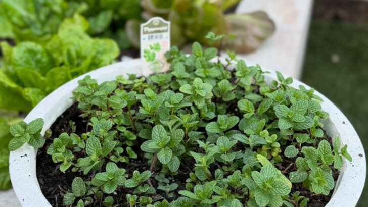 9 Backyard Herbs That Turn Into Perfect Garnishes and 11 That Belong in a Cocktail Shaker