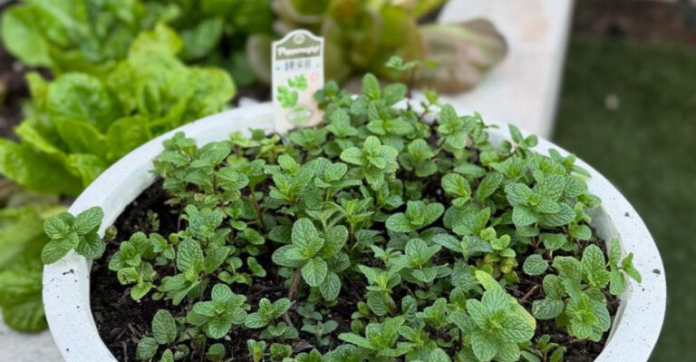9 Backyard Herbs That Turn Into Perfect Garnishes and 11 That Belong in a Cocktail Shaker