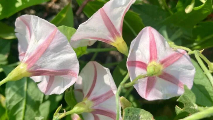 9 Backyard Weeds That Deserve Respect and 8 That Definitely Don’t