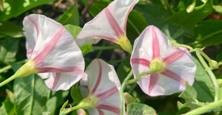 9 Backyard Weeds That Deserve Respect and 8 That Definitely Don’t
