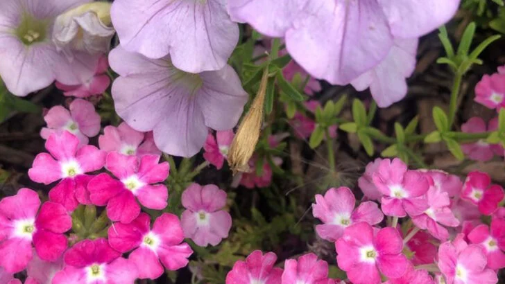 9 Beautiful Outdoor Plants That Attract Wasps and 7 That Keep Them Away