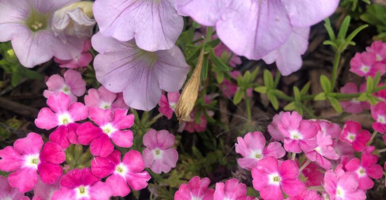 9 Beautiful Outdoor Plants That Attract Wasps and 7 That Keep Them Away
