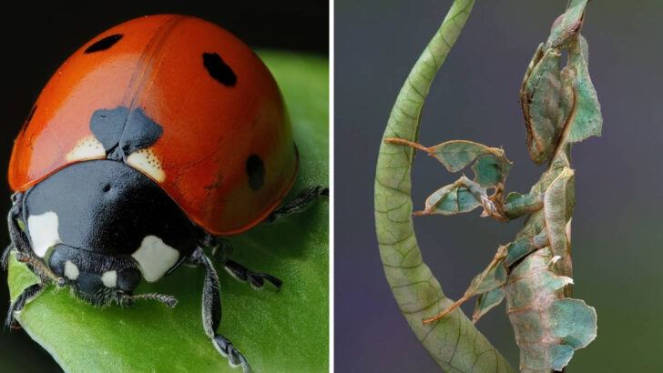 9 Beneficial Insects and 9 Garden Pests to Spot This Season