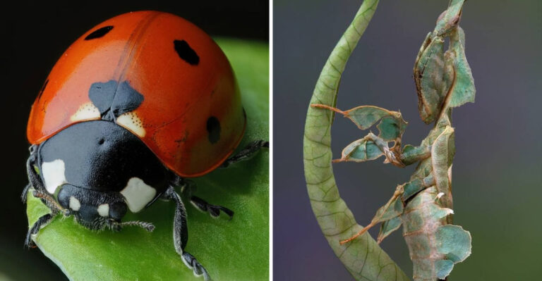 9 Beneficial Insects and 9 Garden Pests to Spot This Season