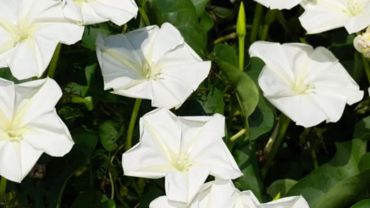 9 Fragrant Flowers That Fade Quickly and 8 That Smell Strongest at Dusk