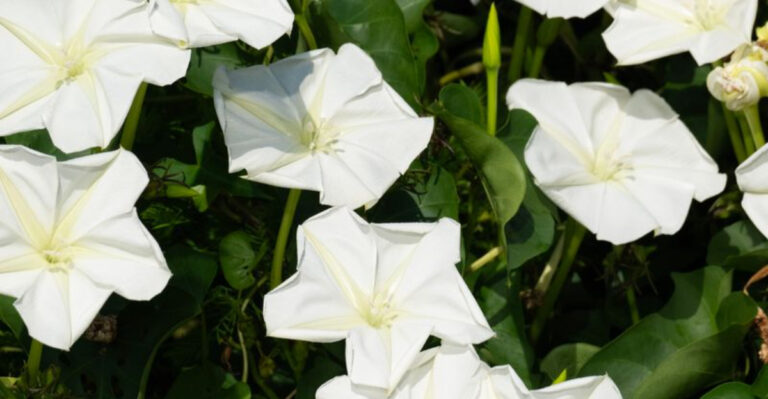 9 Fragrant Flowers That Fade Quickly and 8 That Smell Strongest at Dusk