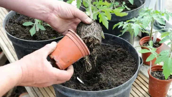 9 Gardening Myths Everyone Believes and 8 Truths That’ll Blow Your Mind