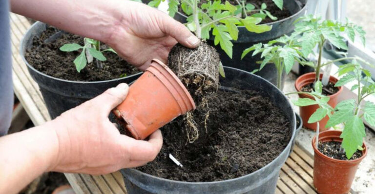 9 Gardening Myths Everyone Believes and 8 Truths That’ll Blow Your Mind
