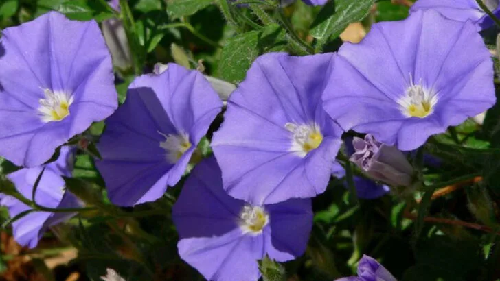 9 Ground Covers That Will Invade Your Garden (And 9 That Mind Their Manners)