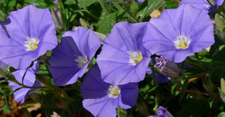 9 Ground Covers That Will Invade Your Garden (And 9 That Mind Their Manners)