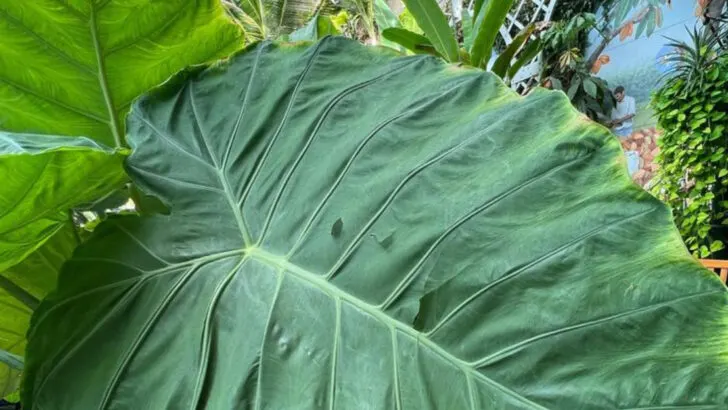 9 Plants That Turn Your Garden Into a Mini Jungle and 6 That Keep It Neat