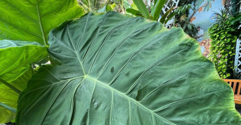 9 Plants That Turn Your Garden Into a Mini Jungle and 6 That Keep It Neat