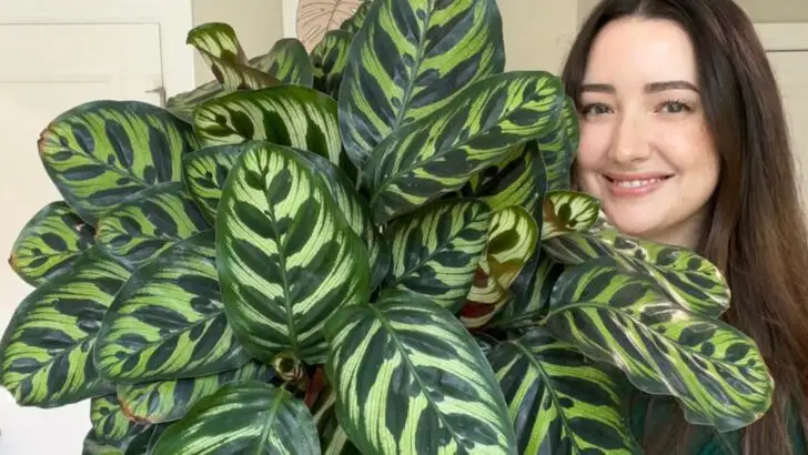 9 Popular Houseplants That Hate Summer Heat and 7 That Absolutely Love It