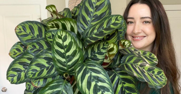 9 Popular Houseplants That Hate Summer Heat and 7 That Absolutely Love It