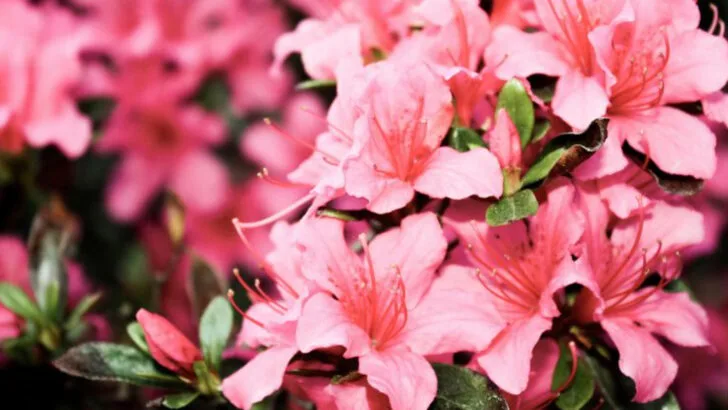 9 Shrubs That Take Over Your Yard (And 9 That Know Their Place)