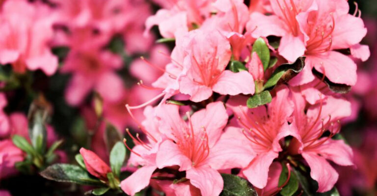 9 Shrubs That Take Over Your Yard (And 9 That Know Their Place)