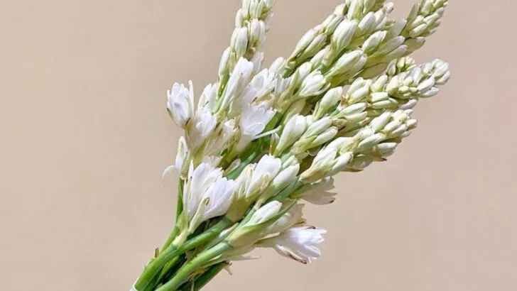 9 Summer Flowers That Smell Like Beach Vacations and 8 That Feel Like Sunset Cocktails