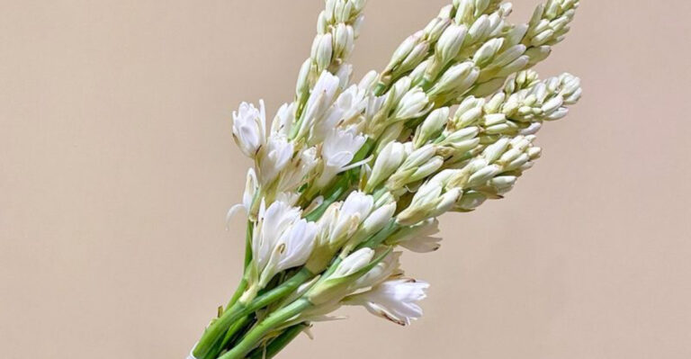 9 Summer Flowers That Smell Like Beach Vacations and 8 That Feel Like Sunset Cocktails