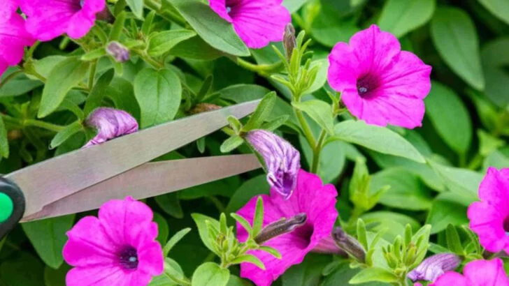 9 Summer Garden Habits That Backfire and 8 That Actually Save You Time