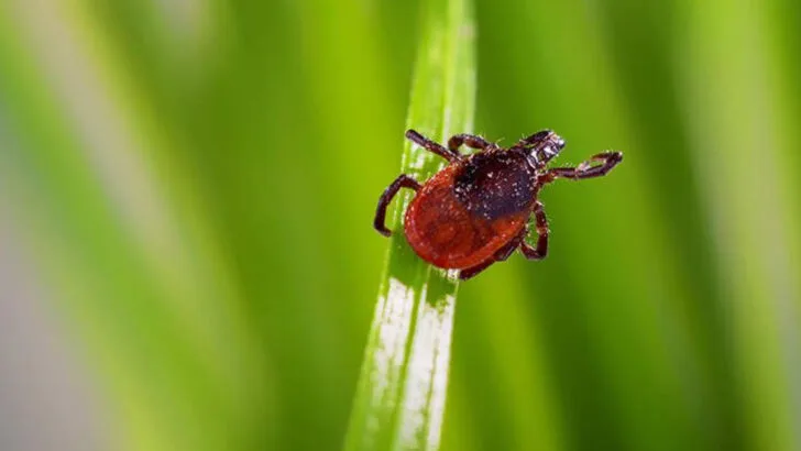 9 Summer Pests That Keep Coming Back and 8 Natural Things That Finally Work