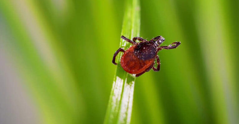 9 Summer Pests That Keep Coming Back and 8 Natural Things That Finally Work