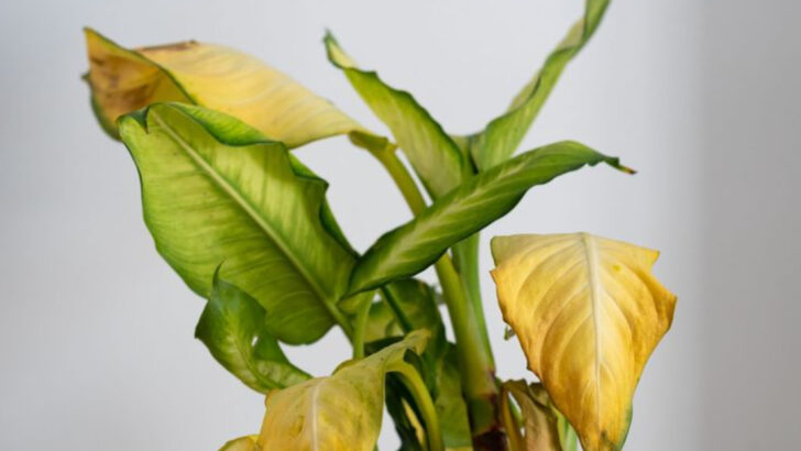 9 Things You’re Doing to Help Your Plants and 8 That Are Secretly Killing Them