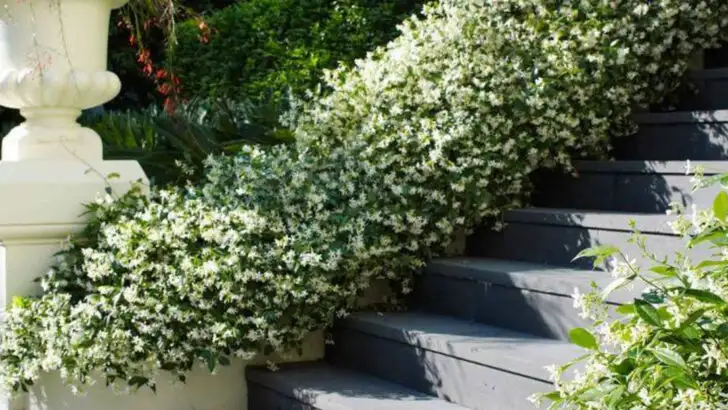 9 Vines That Cover Walls Fast and 6 That Cling Gently