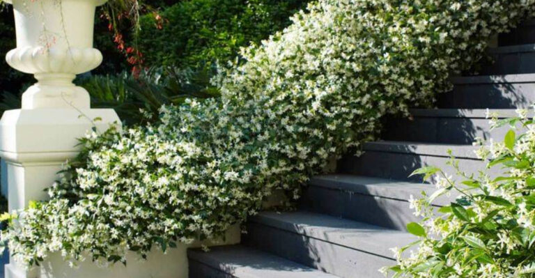 9 Vines That Cover Walls Fast and 6 That Cling Gently