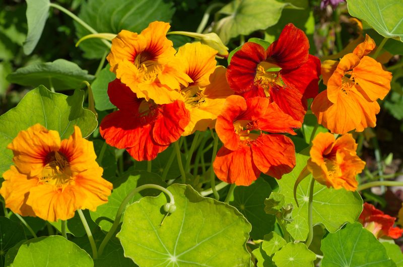 9. Edible Flowers