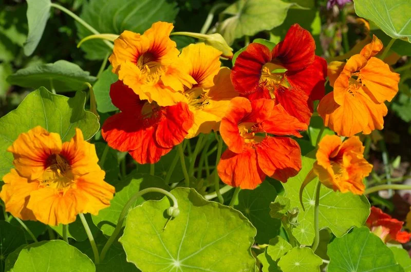 9. Edible Flowers