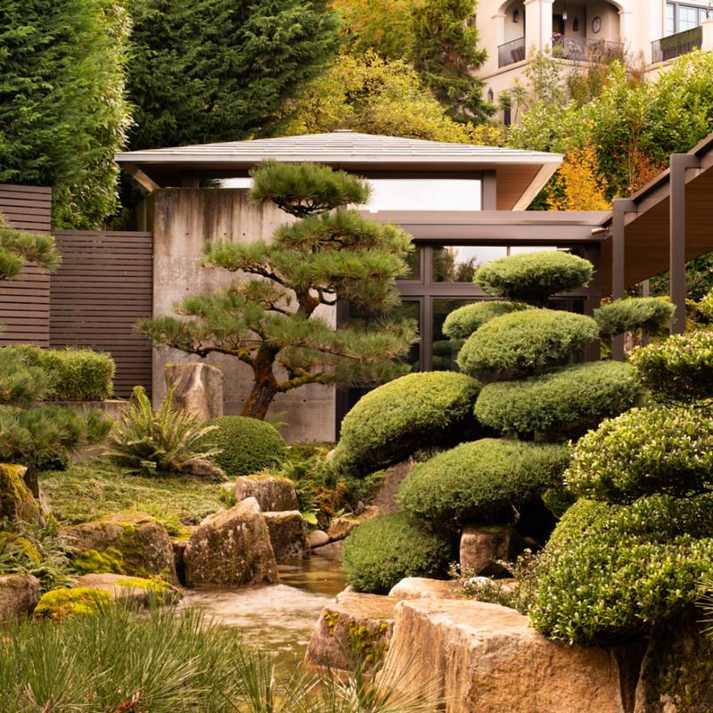 Focal Trees or Specimen Plants