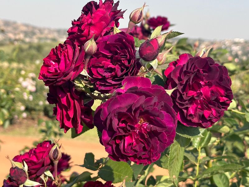 Abracadabra Rose
