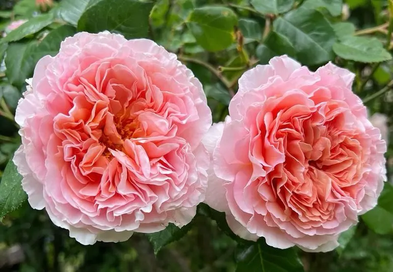 Abraham Darby