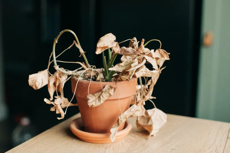 Adjust Watering Routine