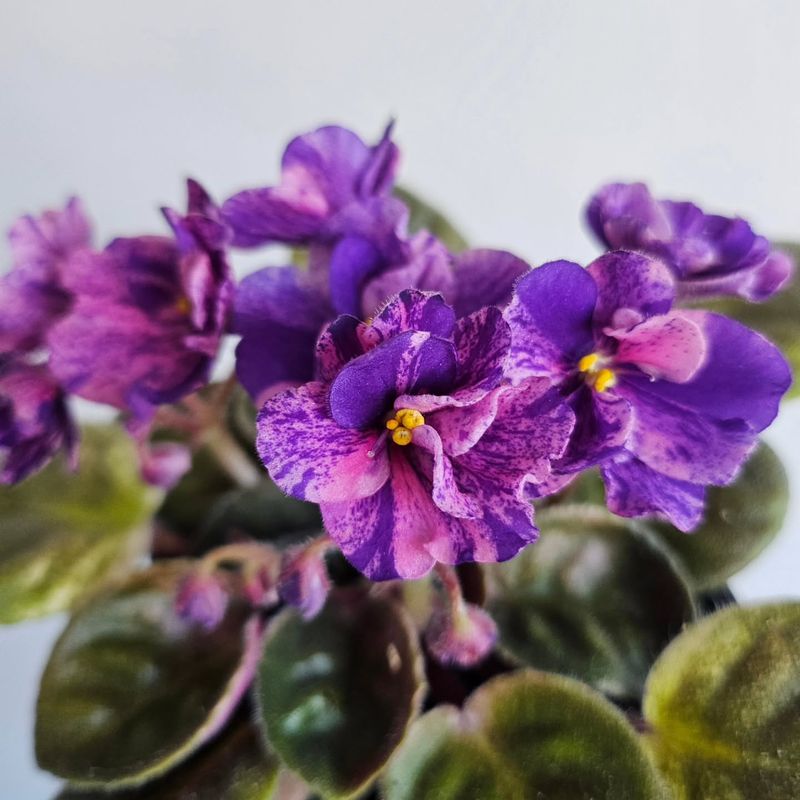 African Violet