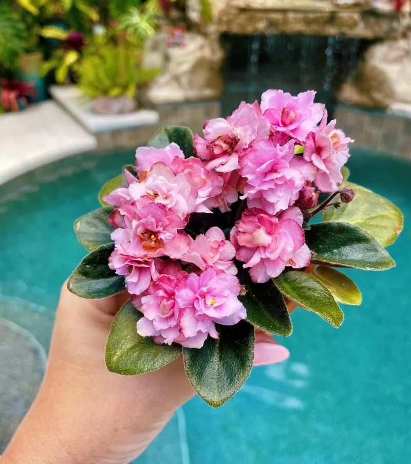 African Violet