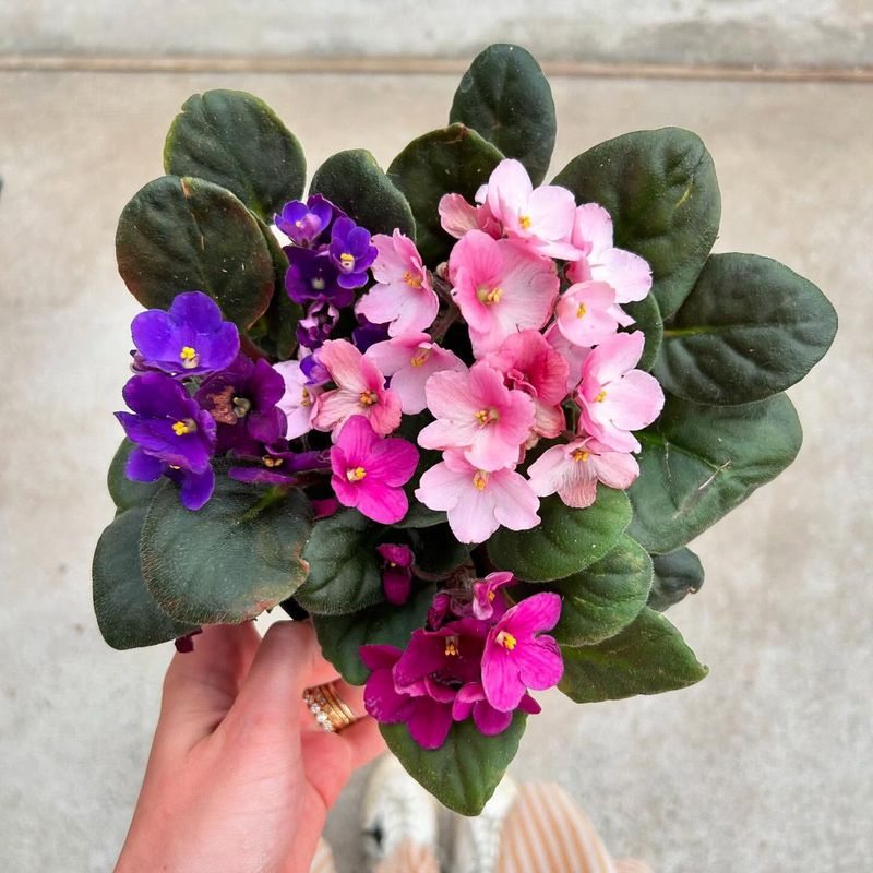 African Violet