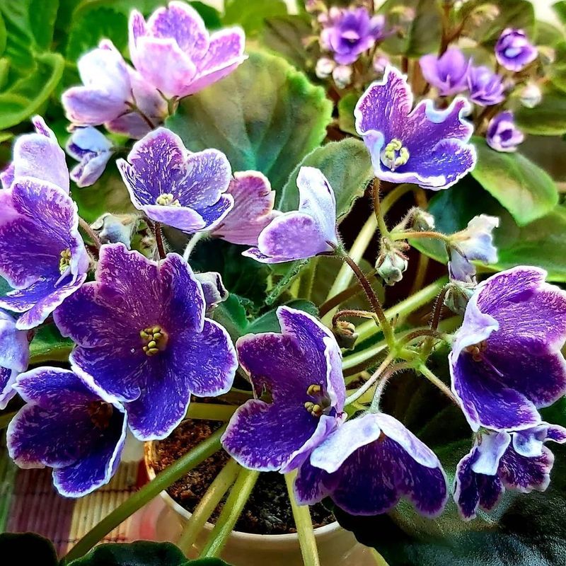 African Violet