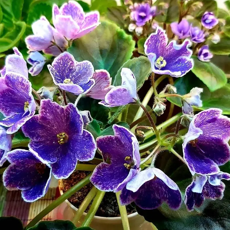 African Violet
