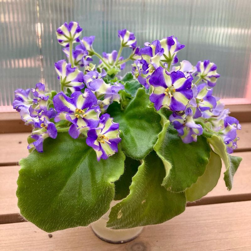 African Violet